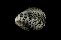 藏品(漁舟蜑螺)的圖片